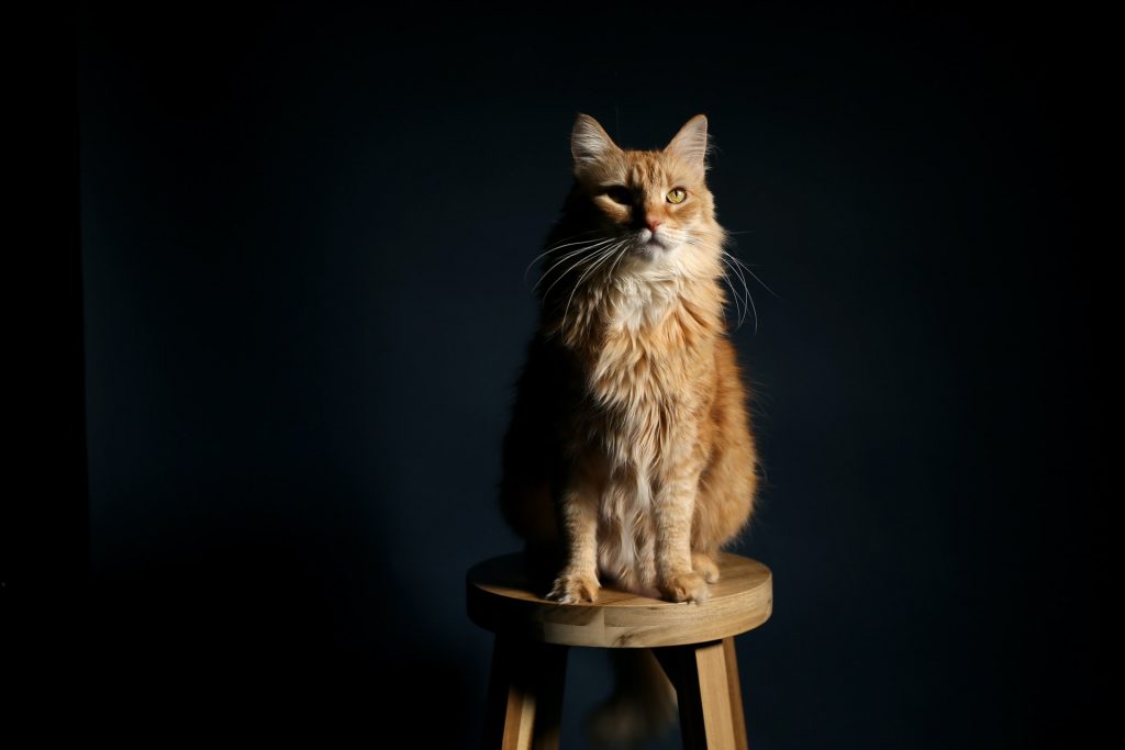 brown cat on wooden stool chair 395075