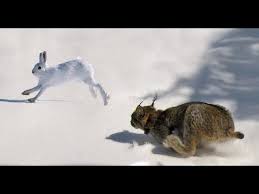 mèo đuổi theo thỏ